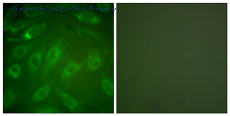 StressMarq Biosciences SPC-1273D image 1