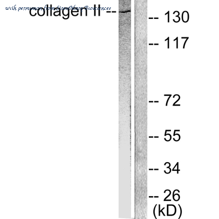 StressMarq Biosciences SPC-1274D ͼ 1