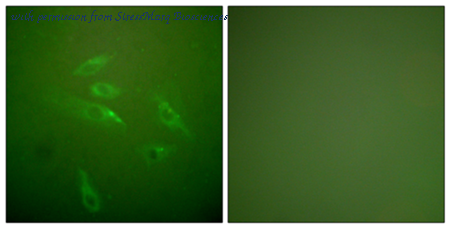 StressMarq Biosciences SPC-1275D image 1