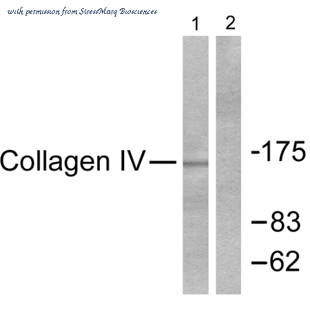 StressMarq Biosciences SPC-1276D ͼ 1