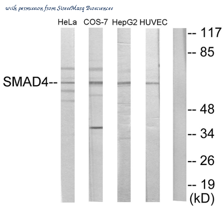 StressMarq Biosciences SPC-1286D image 1