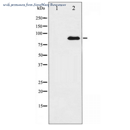 StressMarq Biosciences SPC-1288D image 2