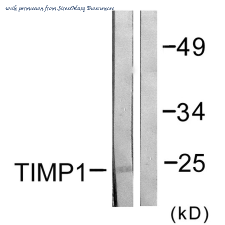 StressMarq Biosciences SPC-1289D image 1