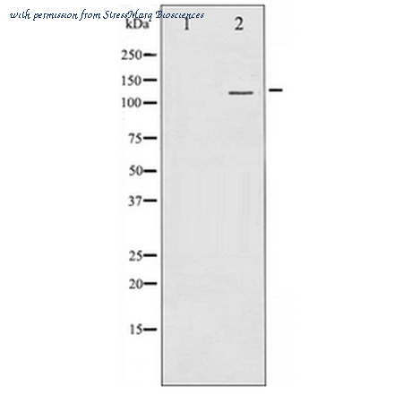 StressMarq Biosciences SPC-1290D image 1