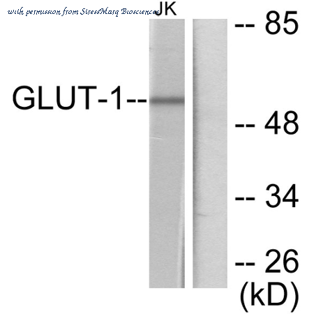 StressMarq Biosciences SPC-1295D image 1