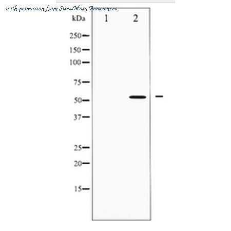 StressMarq Biosciences SPC-1298D image 1