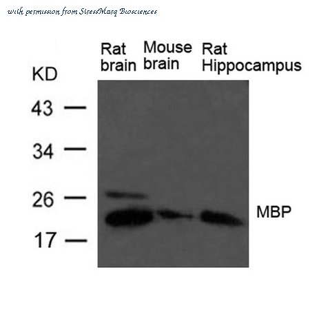 StressMarq Biosciences SPC-1301D image 2