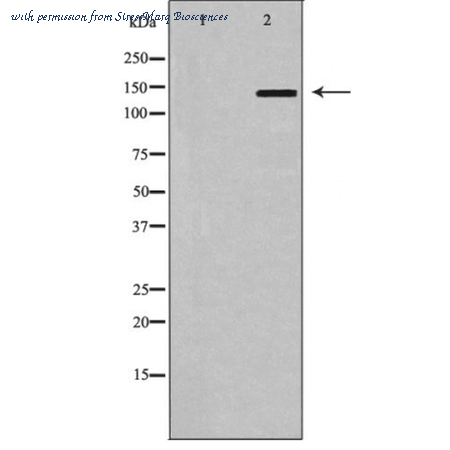 StressMarq Biosciences SPC-1306 ͼ 1