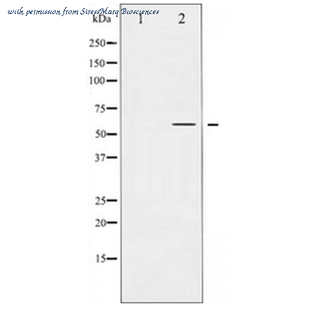 StressMarq Biosciences SPC-1308D image 2