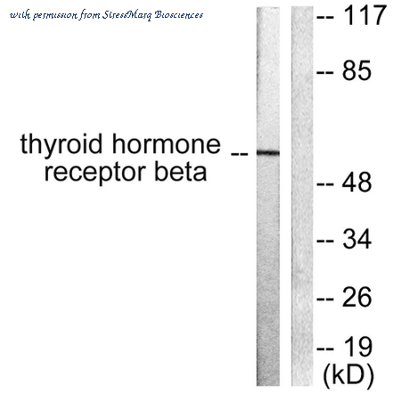 StressMarq Biosciences SPC-1314D image 1