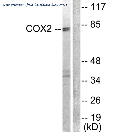 StressMarq Biosciences SPC-1321D ͼ 1