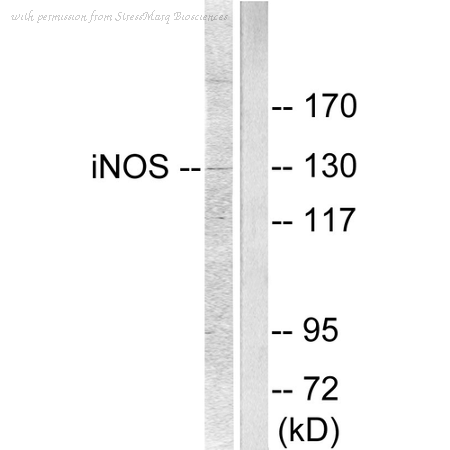 StressMarq Biosciences SPC-1325D image 1