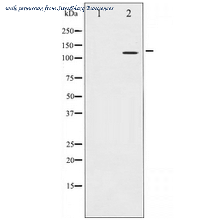 StressMarq Biosciences SPC-1326D ͼ 1