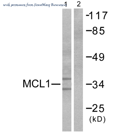 StressMarq Biosciences SPC-1328D image 1
