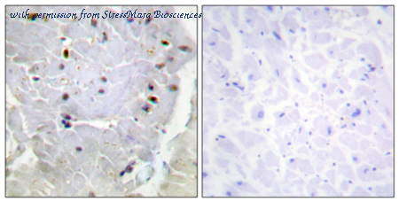 StressMarq Biosciences SPC-1330D ͼ 1