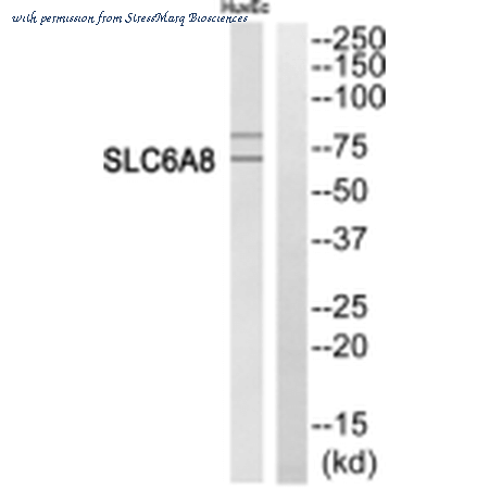 StressMarq Biosciences SPC-1333D ͼ 1