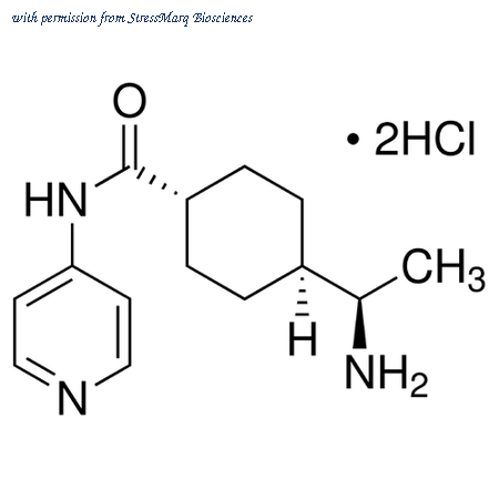 StressMarq Biosciences SIH-486 image 1