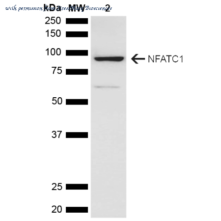 StressMarq Biosciences SPC-727D image 1