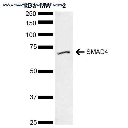 StressMarq Biosciences SPC-730D image 1