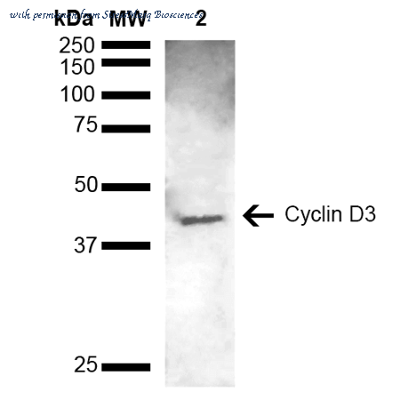 StressMarq Biosciences SPC-732D image 1