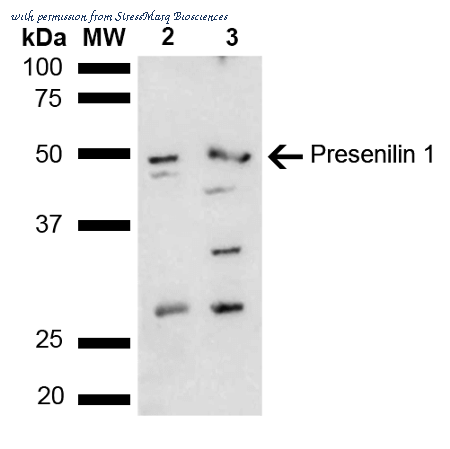 StressMarq Biosciences SPC-734D image 1