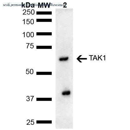 StressMarq Biosciences SPC-736D ͼ 1