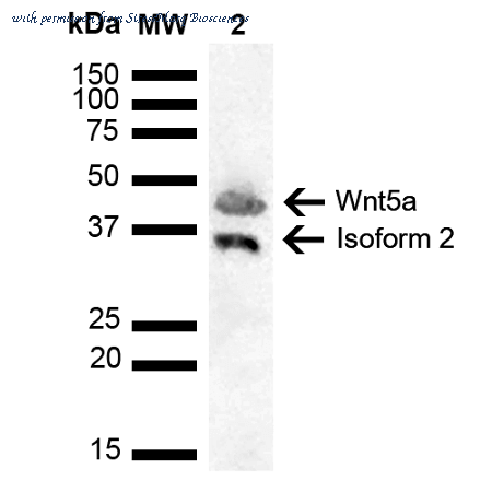 StressMarq Biosciences SPC-737 image 1