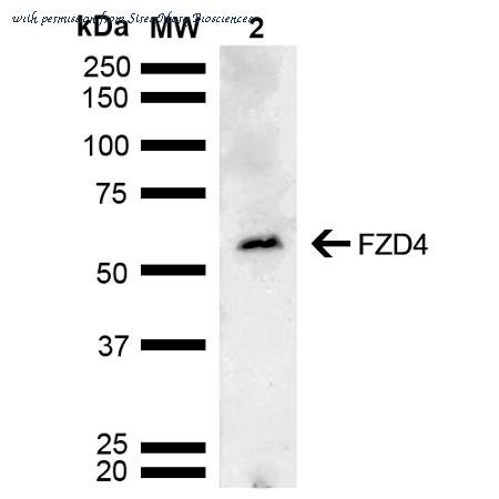 StressMarq Biosciences SPC-738D image 1