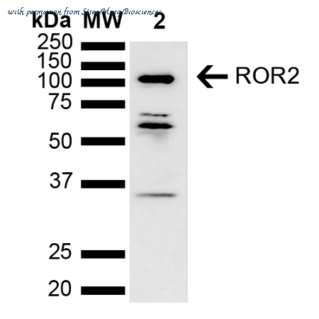 StressMarq Biosciences SPC-739D ͼ 1