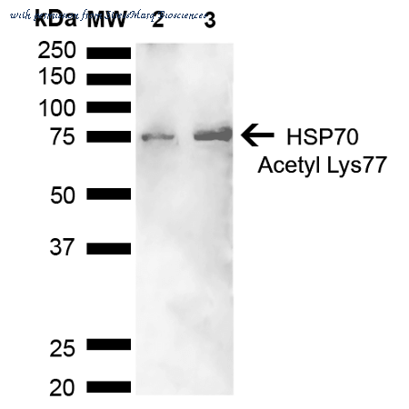 StressMarq Biosciences SPC-743 image 1