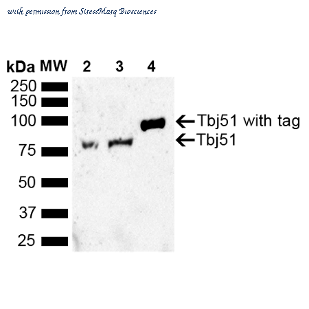 StressMarq Biosciences SPC-746D image 2