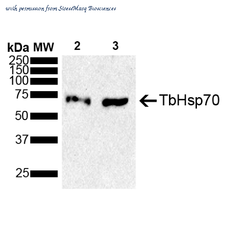 StressMarq Biosciences SPC-747 image 2