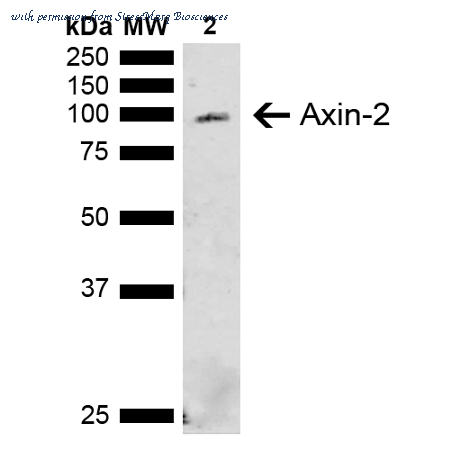StressMarq Biosciences SPC-749D image 1