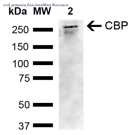 StressMarq Biosciences SPC-751D ͼ 1