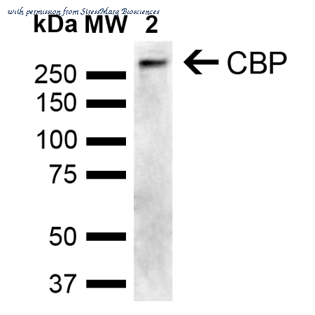 StressMarq Biosciences SPC-752 image 1