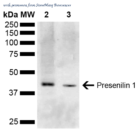 StressMarq Biosciences SPC-755D image 1