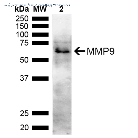 StressMarq Biosciences SPC-756D image 1