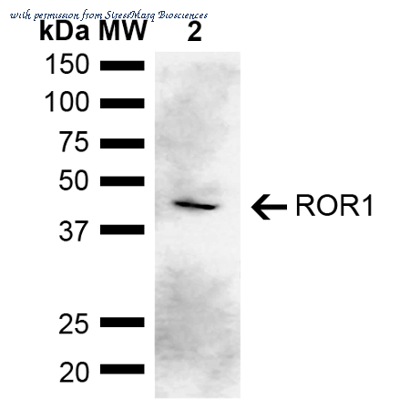 StressMarq Biosciences SPC-763D image 1