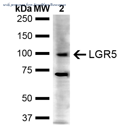 StressMarq Biosciences SPC-764D image 1
