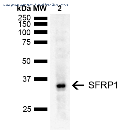 StressMarq Biosciences SPC-765D image 1