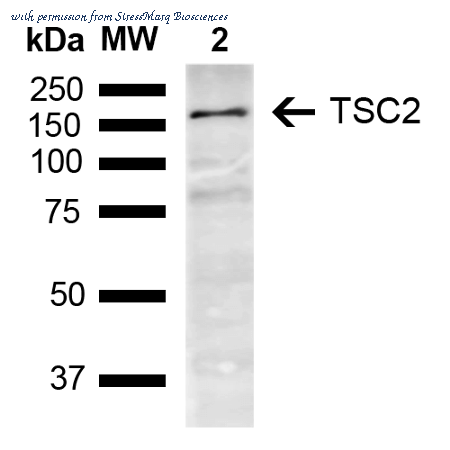 StressMarq Biosciences SPC-767D image 1