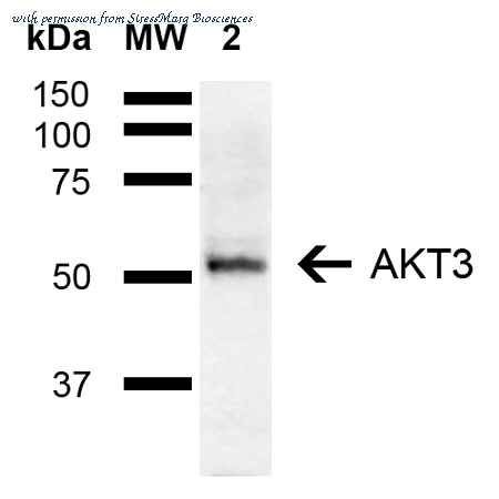 StressMarq Biosciences SPC-769D ͼ 1