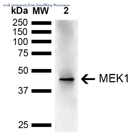 StressMarq Biosciences SPC-779D ͼ 1