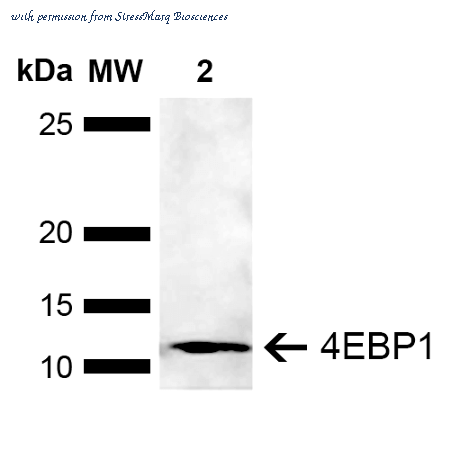 StressMarq Biosciences SPC-781D ͼ 1