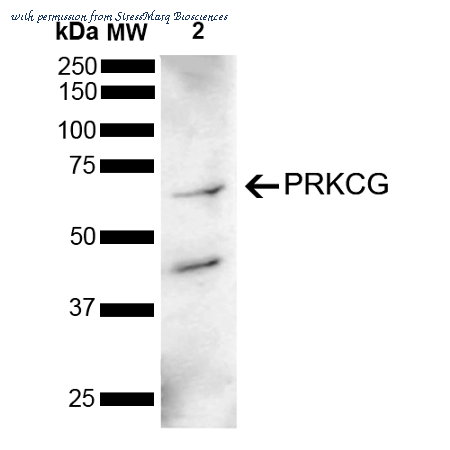 StressMarq Biosciences SPC-782D image 1