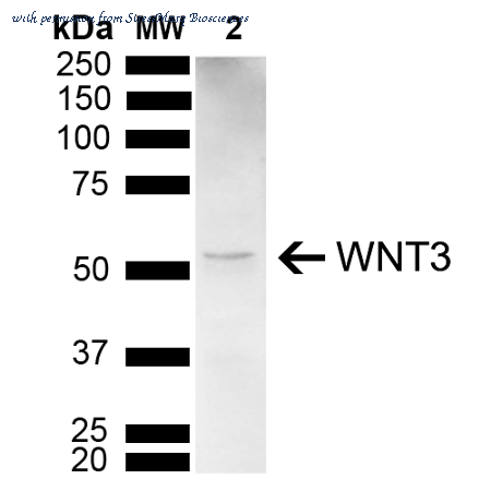 StressMarq Biosciences SPC-783D image 1