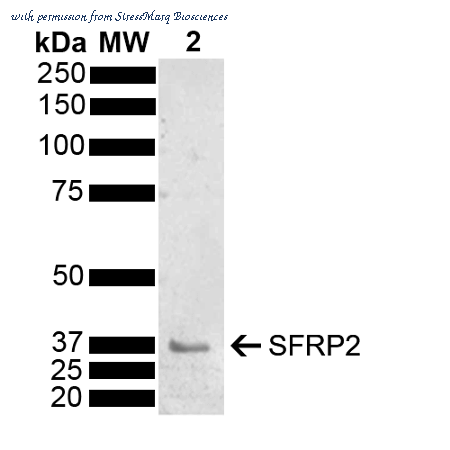 StressMarq Biosciences SPC-786D image 1