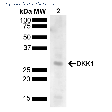 StressMarq Biosciences SPC-787D image 2
