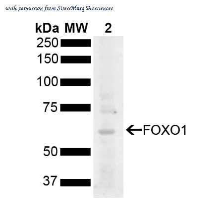 StressMarq Biosciences SPC-790D ͼ 1