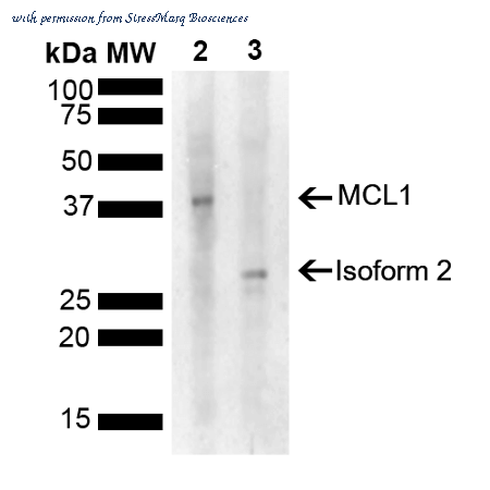 StressMarq Biosciences SPC-791D ͼ 1